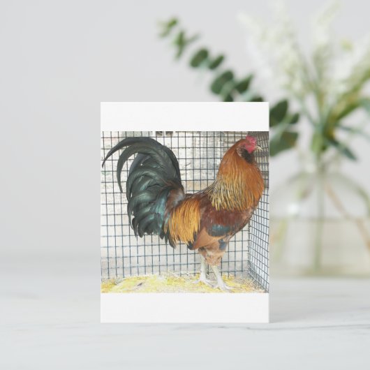 Rooster Briefkaart (Staand voorkant)