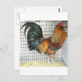 Rooster Briefkaart (Voorkant / Achterkant)