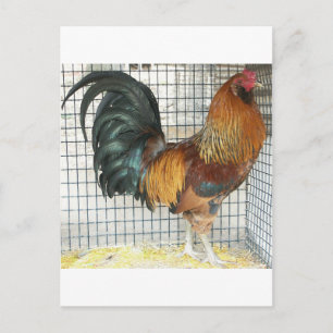 Rooster Briefkaart