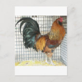 Rooster Briefkaart (Voorkant)