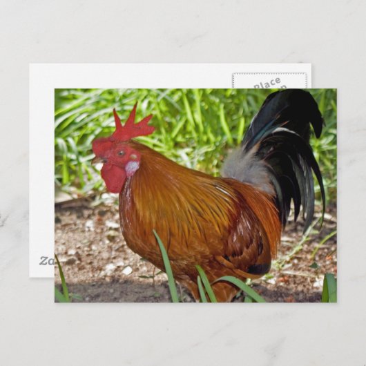 Rooster Briefkaart (Voorkant / Achterkant)