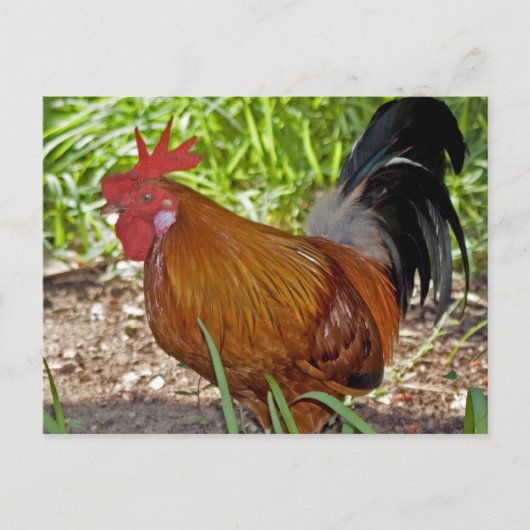 Rooster Briefkaart (Voorkant)