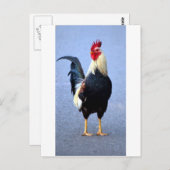 Rooster Briefkaart (Voorkant / Achterkant)