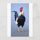 Rooster Briefkaart (Voorkant)