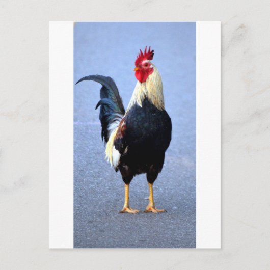 Rooster Briefkaart (Voorkant)