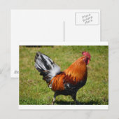 Rooster Briefkaart (Voorkant / Achterkant)