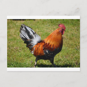 Rooster Briefkaart