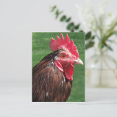 Rooster-Briefkaart Briefkaart (Staand voorkant)