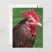 Rooster-Briefkaart Briefkaart (Voorkant / Achterkant)