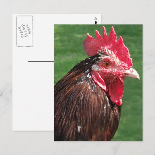 Rooster-Briefkaart Briefkaart (Voorkant / Achterkant)
