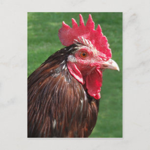 Rooster-Briefkaart Briefkaart