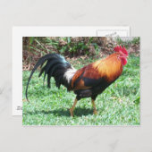 Rooster-Briefkaart Briefkaart (Voorkant / Achterkant)
