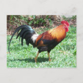 Rooster-Briefkaart Briefkaart (Voorkant)
