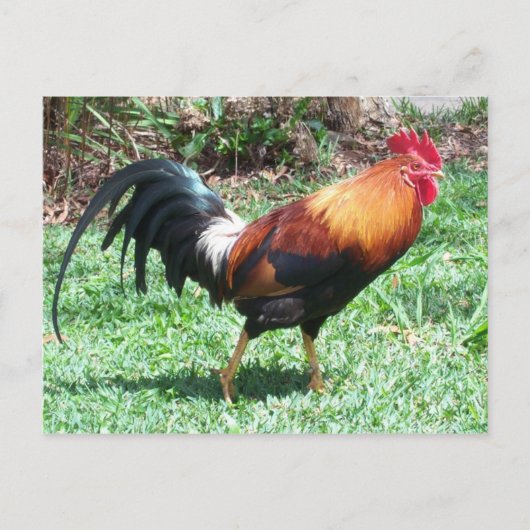 Rooster-Briefkaart Briefkaart (Voorkant)