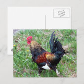 Rooster-Briefkaart uitvoeren Briefkaart (Voorkant / Achterkant)