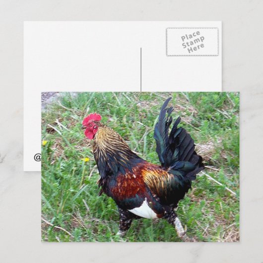 Rooster-Briefkaart uitvoeren Briefkaart (Voorkant / Achterkant)