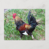 Rooster-Briefkaart uitvoeren Briefkaart (Voorkant)