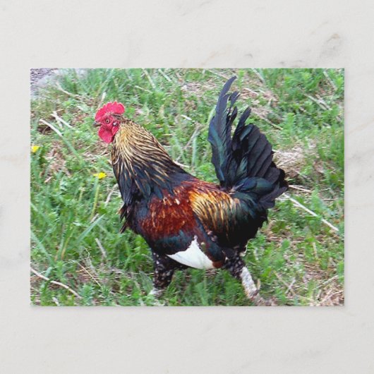 Rooster-Briefkaart uitvoeren Briefkaart (Voorkant)