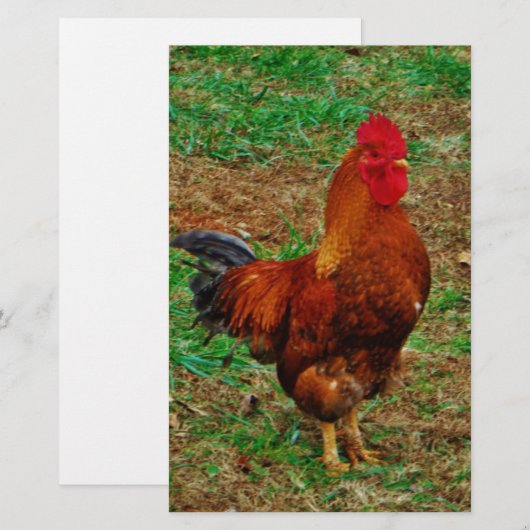 Rooster Briefpapier (Voorkant / Achterkant)