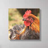 Rooster Canvas Afdruk (Voorkant)