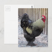 Rooster Chicken Painting Briefkaart (Voorkant / Achterkant)