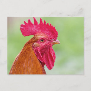Rooster close-up briefkaart