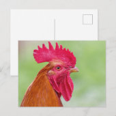 Rooster close-up briefkaart (Voorkant / Achterkant)