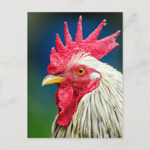 Rooster Close-up Foto Briefkaart