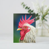 Rooster Close-up Foto Briefkaart (Staand voorkant)