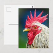 Rooster Close-up Foto Briefkaart (Voorkant / Achterkant)