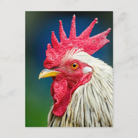 Rooster Close-up Foto Briefkaart (Voorkant)