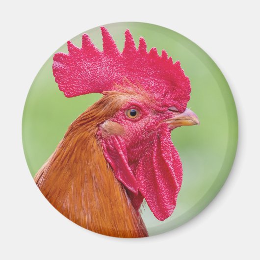 Rooster Close-up Magneet (Voorkant)