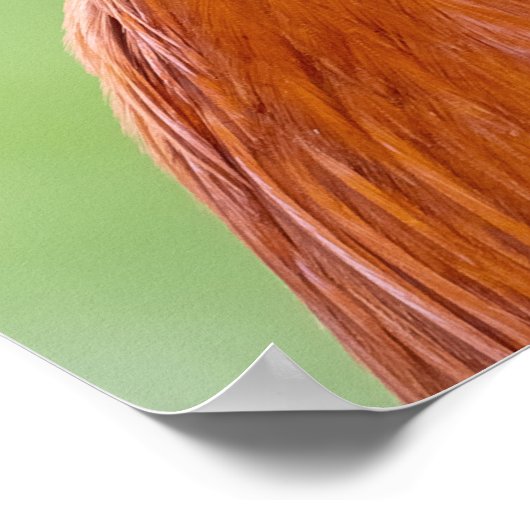 Rooster close-up poster (Hoek)