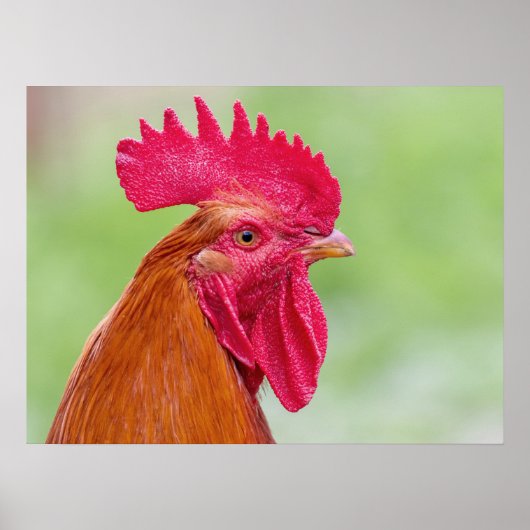 Rooster close-up poster (Voorkant)
