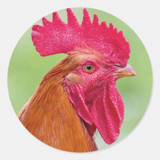 Rooster Close-up Ronde Sticker (Voorkant)