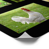 "Rooster Collectie" Poster (Hoek)