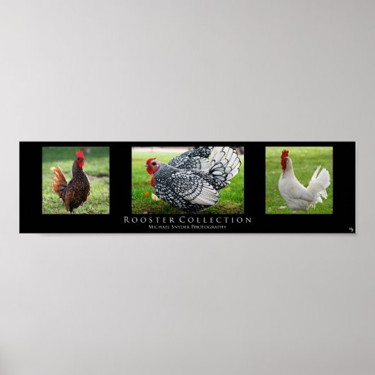 "Rooster Collectie", zwart Poster (Voorkant)