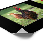 "Rooster Collectie", zwart Poster (Hoek)