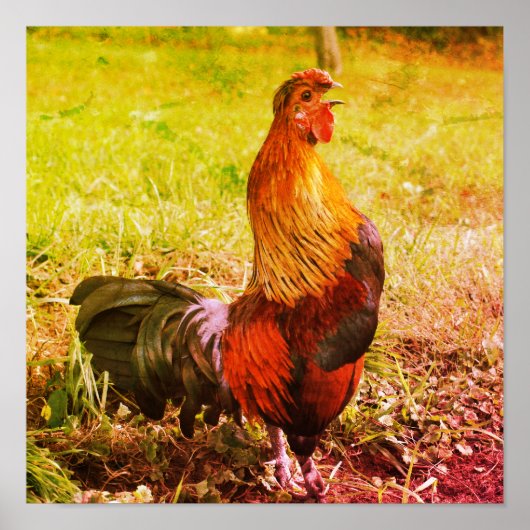 Rooster Croster Boerderij Dierlijk Abstract Poster (Voorkant)