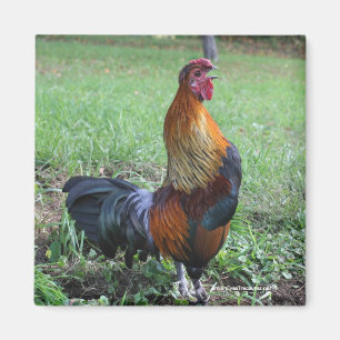 Rooster Crosting Natuur Foto Magnet