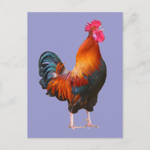 Rooster Crowing Briefkaart