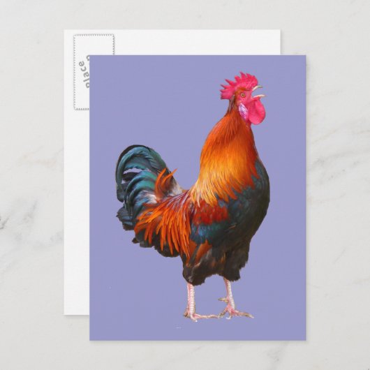 Rooster Crowing Briefkaart (Voorkant / Achterkant)