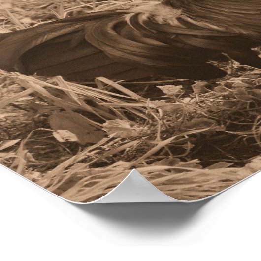 Rooster Crowing In Sepia Brown Farm Animal Poster (Hoek)