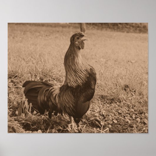 Rooster Crowing In Sepia Brown Farm Animal Poster (Voorkant)