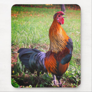 Rooster Crowing Natuur Muismat
