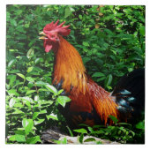 Rooster Crowing Tegeltje (Voorkant)