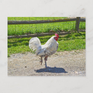 Rooster die de weg over een Vermont-Boerderij krui Briefkaart