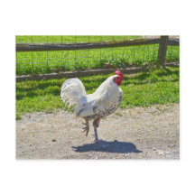 Rooster die de weg over een Vermont-Boerderij krui