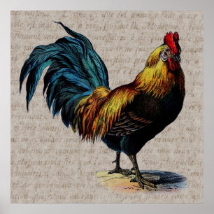 Rooster en Antiek tekstopslag - Aangepast Poster