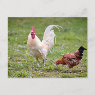 Rooster en hen briefkaart